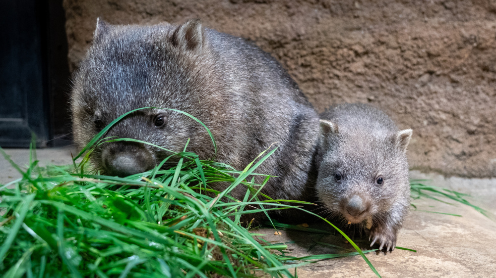 Vombati v pražské zoo