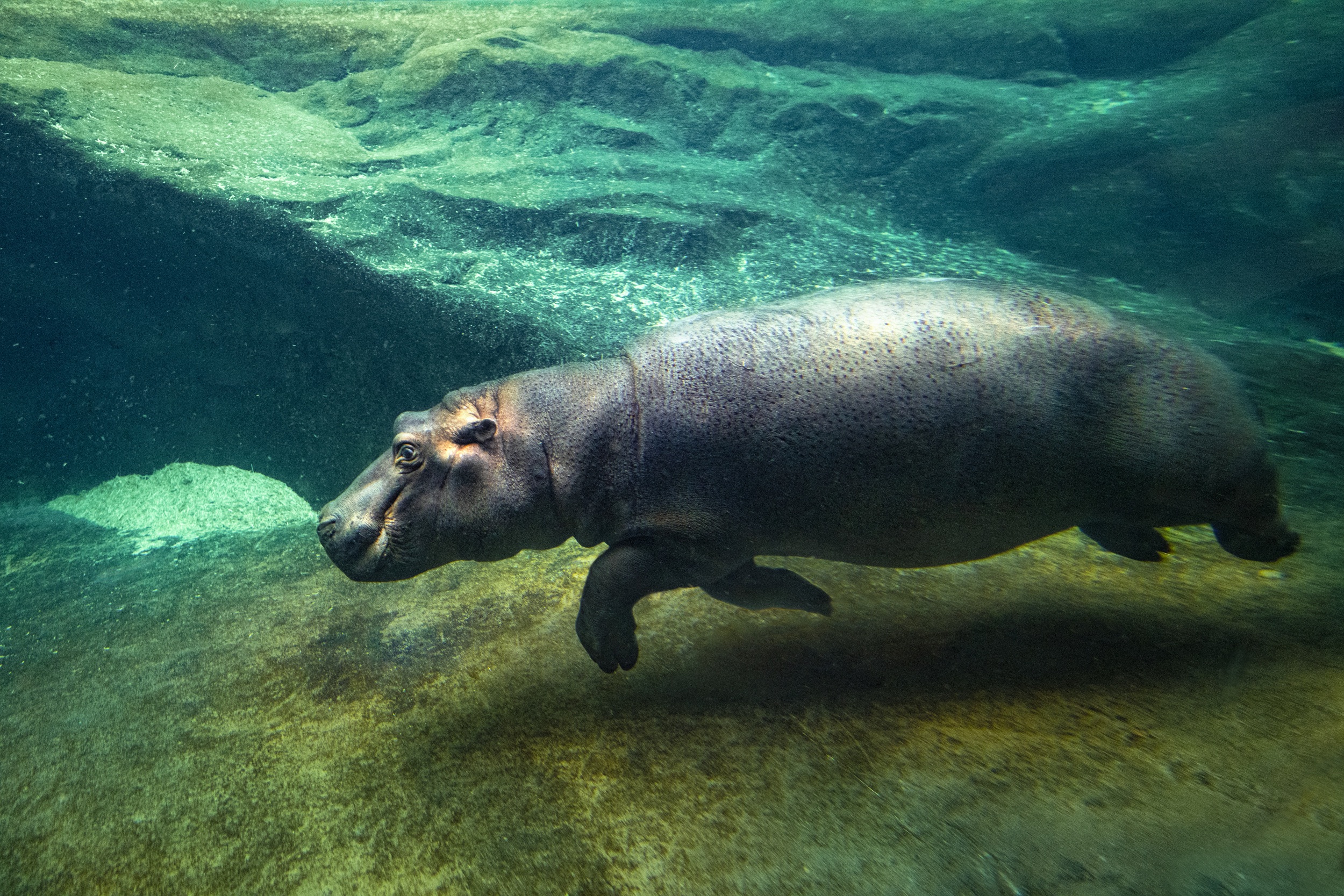 3167474_Hroší samec přicestoval do Zoo Praha vloni v listopadu z francouzského safari Plaisance-du-Touch. Francouzští chovatelé ho pojmenovali Tchéco [čeko] na počest našeho stát