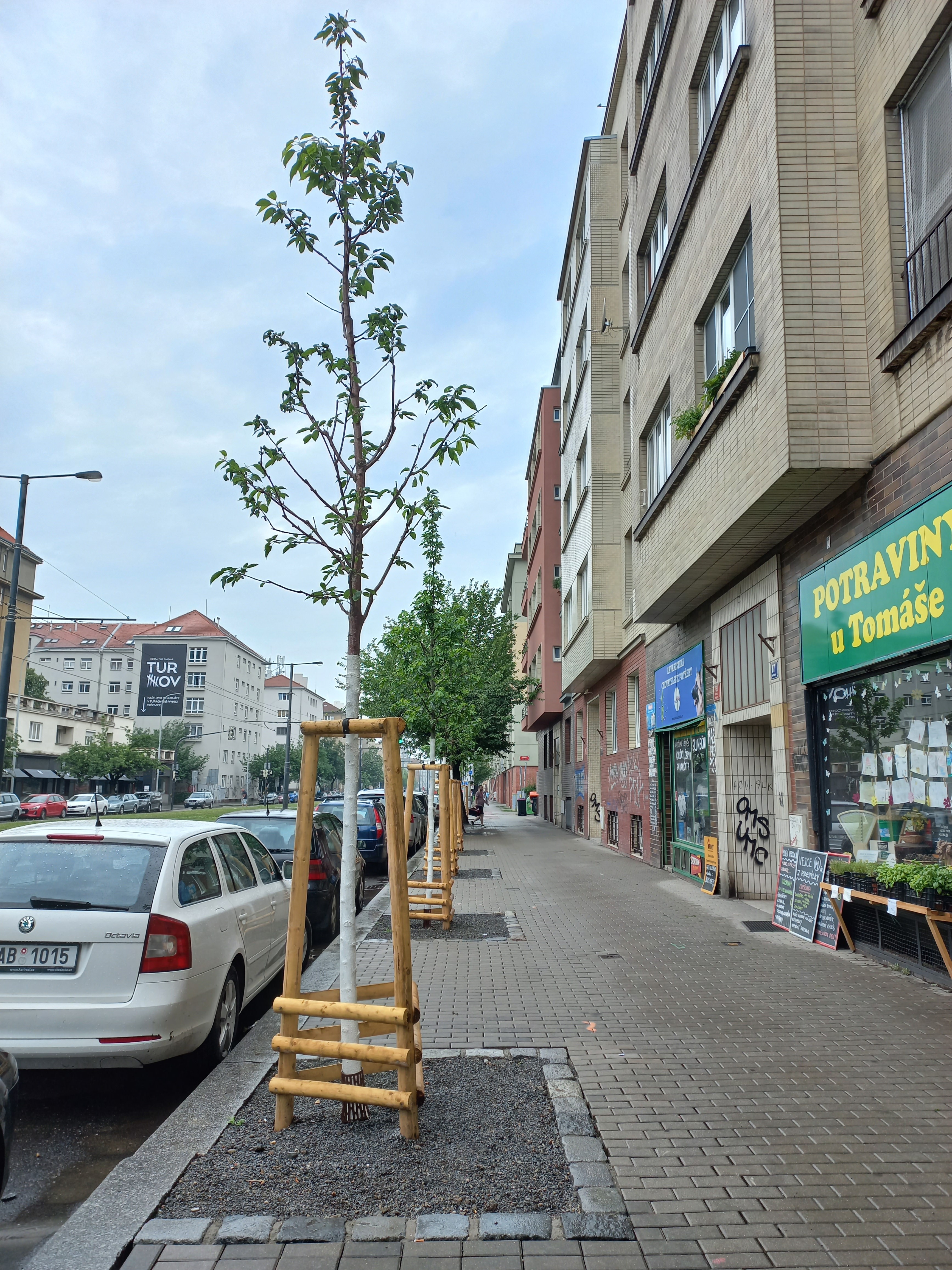 Výsadba listnatých stromů v ul.Vršovická v úseku Bělocerkevská–Kubánské nám., ilustr.foto